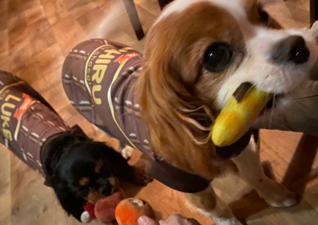 犬のいるBAR valier